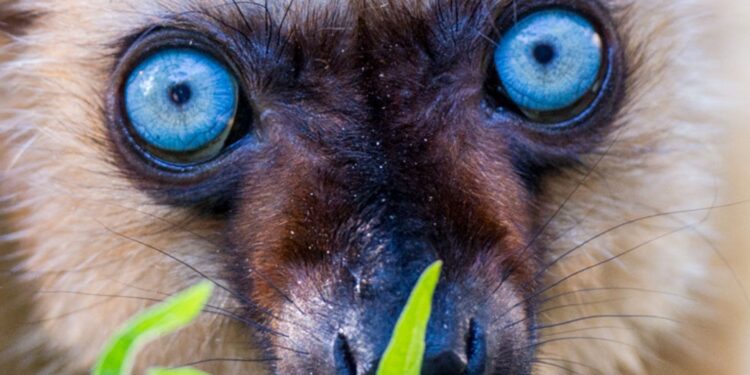 Beeld: Apenheul, Réserve Zoologique de Calviac