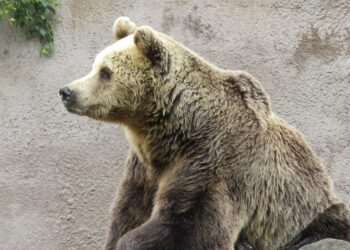 Failliete dierentuin voor 1 euro verkocht aan personeel