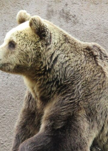 Failliete dierentuin voor 1 euro verkocht aan personeel