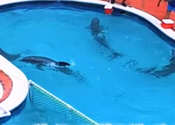 Dierentuinen bereiden zich voor op orkaan: dolfijnen geëvacueerd in hotel