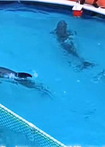 Dierentuinen bereiden zich voor op orkaan: dolfijnen geëvacueerd in hotel