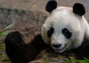 Dierentuin die reuzenpanda’s moest terugsturen failliet verklaard