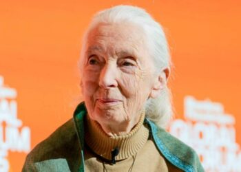 Chimpansee-onderzoekster Jane Goodall (91) overleden: betrokken in de dierentuinwereld