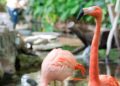 Flamingo’s verdwenen uit Center Parcs: ‘Maatschappelijk draagvlak neemt af’