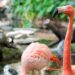 Flamingo’s verdwenen uit Center Parcs: ‘Maatschappelijk draagvlak neemt af’
