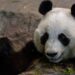 Dierentuin die reuzenpanda’s moest terugsturen failliet verklaard