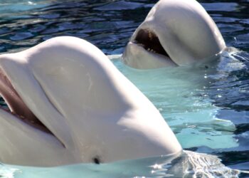 Export van tientallen beloega’s naar Chinees dolfinarium geblokkeerd