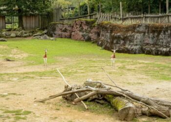 Verandering op savanne in GaiaZoo: diersoort verdwijnt om conflict te voorkomen
