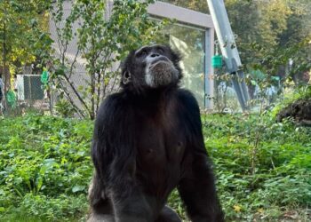 Duitse dierentuin opent nieuw apenhuis na verwoestende brand door wensballon