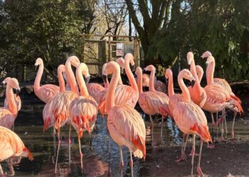 Meerdere Engelse dierentuinen in problemen: één park sluit de poorten