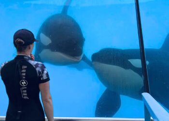 Nieuwe verhuisplannen voor dolfijnen en orka’s uit gesloten dolfinarium in Frankrijk