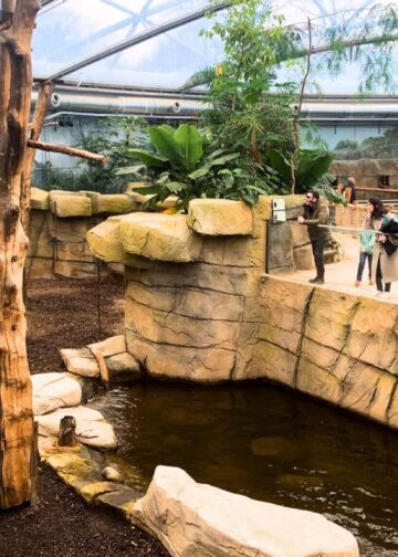 Vliegende vossen losgelaten in een van de nieuwste tropenhallen van Europa