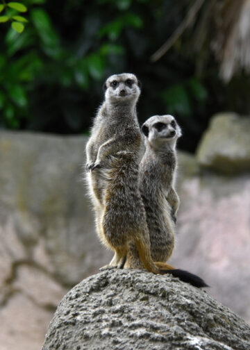 Diergaarde Blijdorp lanceert nieuw programma om geld in te zamelen