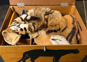 Politie vindt verdwenen kist uit Diergaarde Blijdorp: verkoper krijgt proces-verbaal