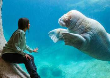 Pairi Daiza gaat na walrus-deal opnieuw samenwerking aan met Spaans dolfinarium