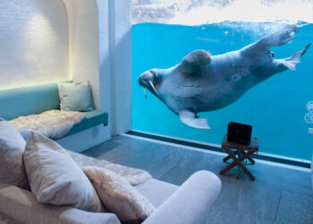 Pairi Daiza opent boekingen voor resort in 2026: 35.000 mensen in de wachtrij