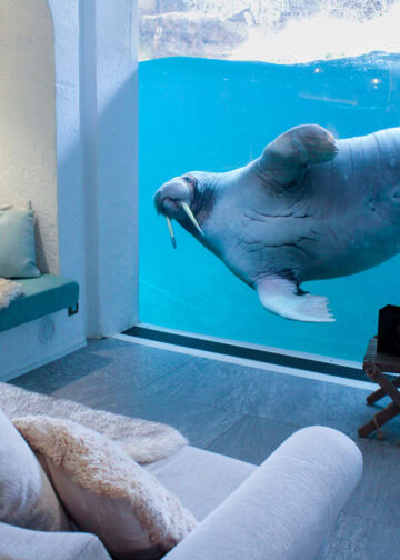 Pairi Daiza opent boekingen voor resort in 2026: 35.000 mensen in de wachtrij