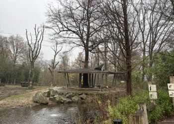 Burgers’ Zoo knapt twee verblijven in Aziatisch parkdeel Rimba op