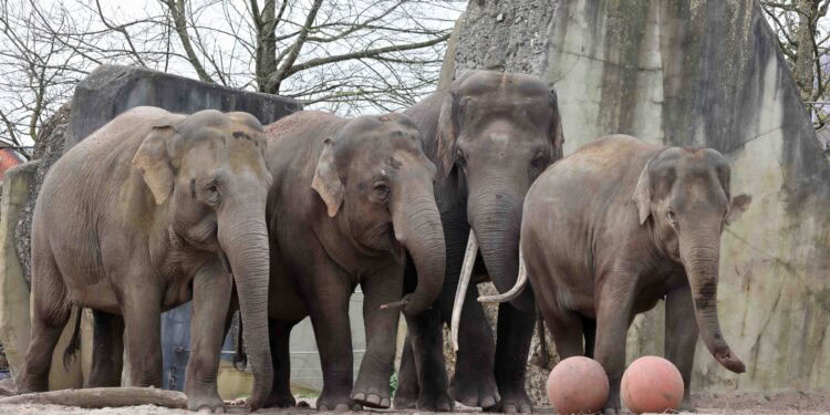 Bul Sibu bij de koeien