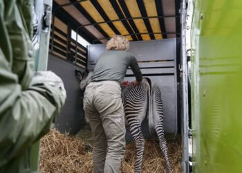 Artis stopt met grévy-zebra’s: dierentuin krijgt andere soort
