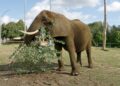 Oude olifant in Belgisch dierenpark gaat naar nieuw project in Zuid-Europa
