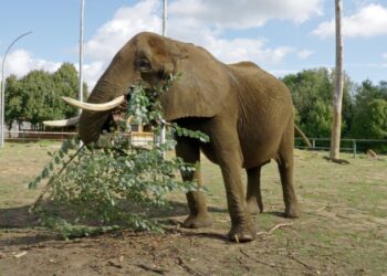 Oude olifant in Belgisch dierenpark gaat naar nieuw project in Zuid-Europa