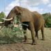 Oude olifant in Belgisch dierenpark gaat naar nieuw project in Zuid-Europa