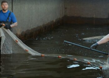 Verbazing over gigantische vissen in olifantenbassin Artis: ‘Ruim anderhalve meter’