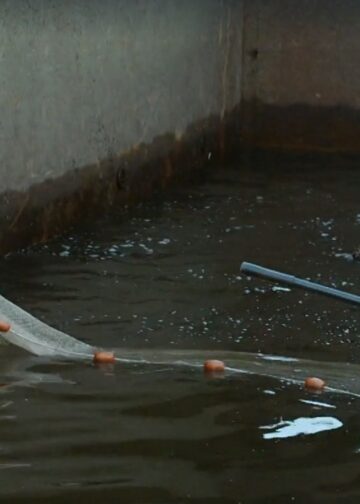 Verbazing over gigantische vissen in olifantenbassin Artis: ‘Ruim anderhalve meter’