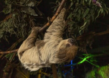 DierenPark Amersfoort verandert nachtdierenhuis van kleur