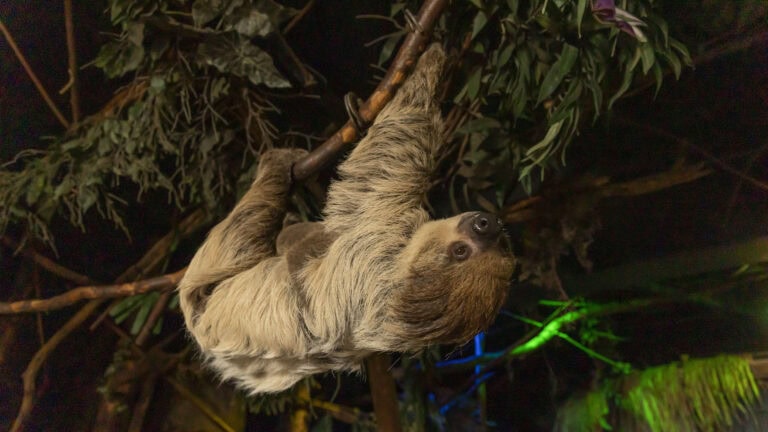 DierenPark Amersfoort verandert nachtdierenhuis van kleur