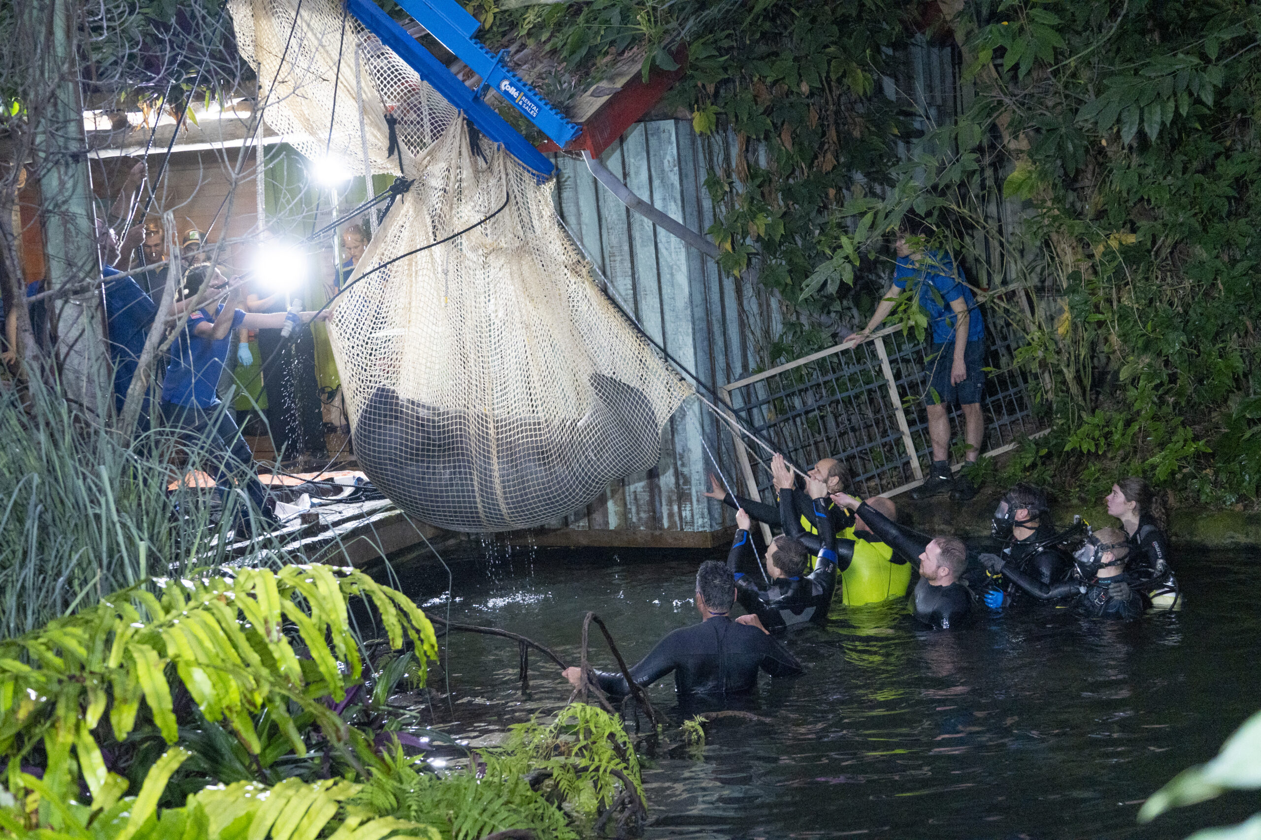 Zeekoe weg uit Burgers’ Zoo, maar niet naar grootste tropenhal ter wereld