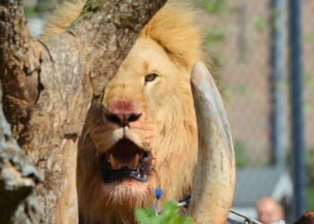 Nieuw tv-programma toont opvoeren van Artis-bewoner aan leeuwen