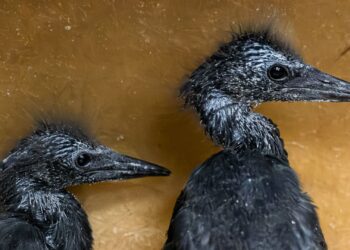 Safaripark claimt wereldprimeur: kuikens bij zeldzame zwarte vogelsoort