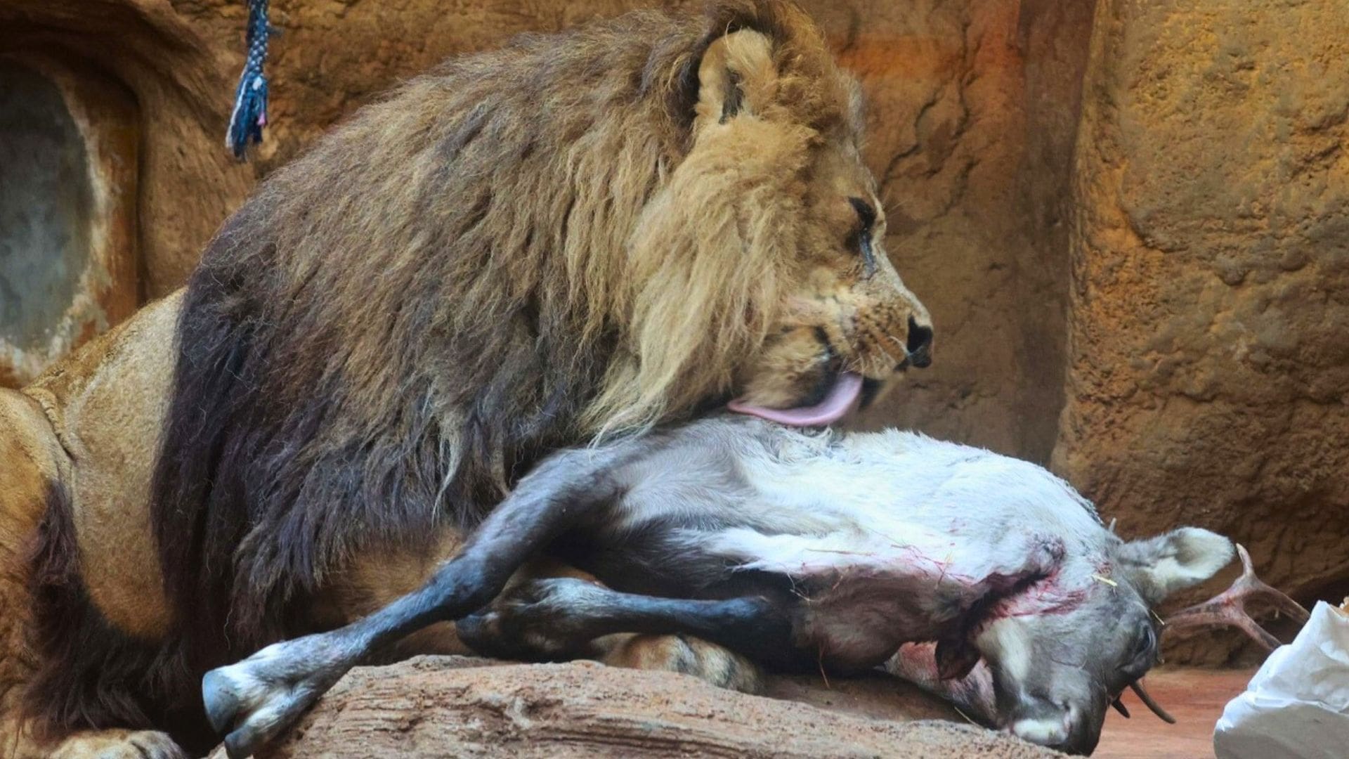 Duitse dierentuin voert eigen rendier aan leeuwen: ‘Kringloop van het leven’