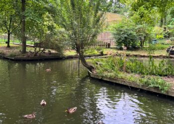 Tientallen dieren in Limburgse dierentuin afgemaakt vanwege vogelgriep