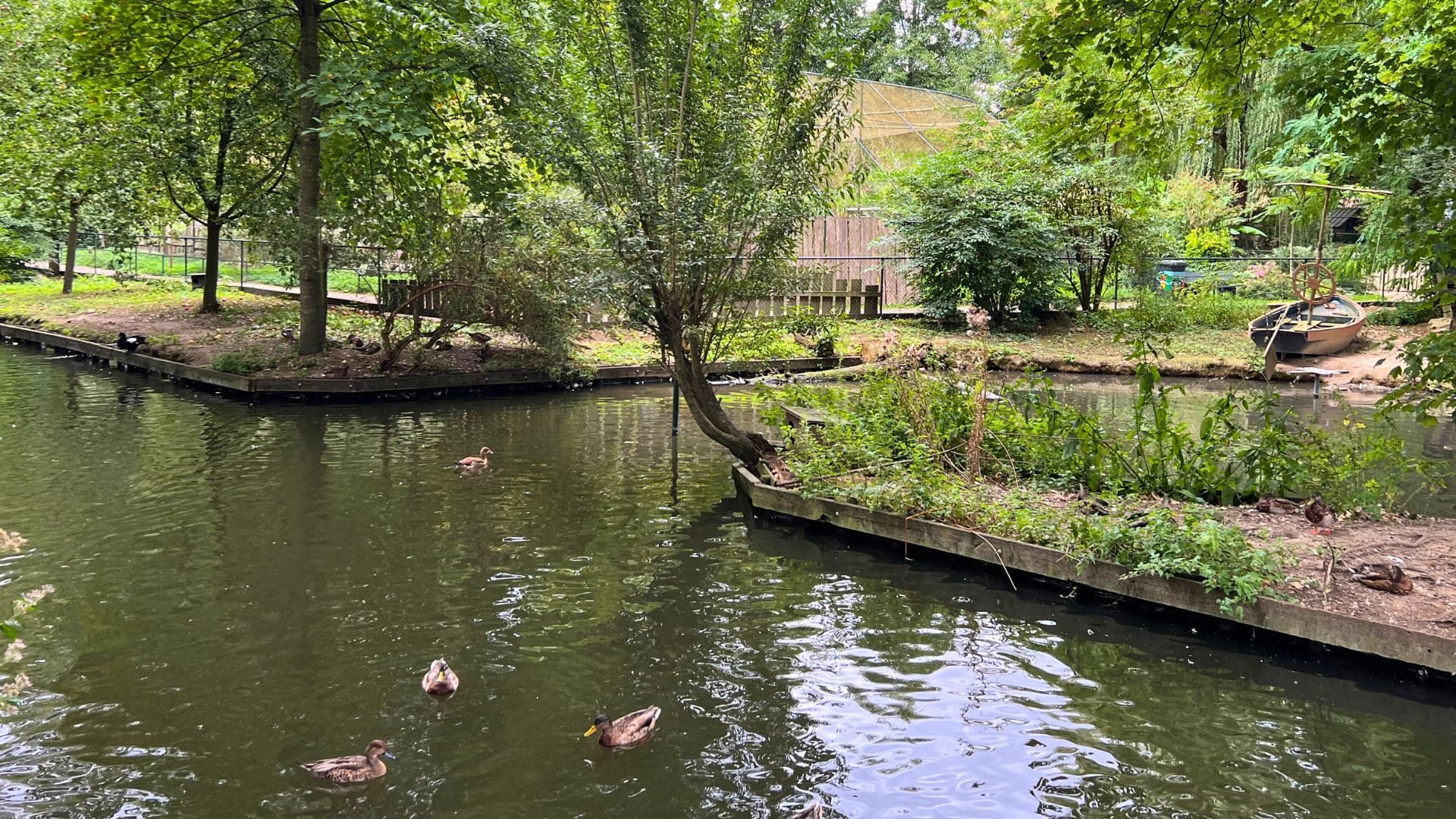 Tientallen dieren in Limburgse dierentuin afgemaakt vanwege vogelgriep