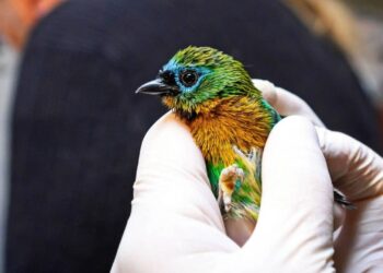 Douane onderschept vogelsoorten die zelden in dierentuinen te zien zijn