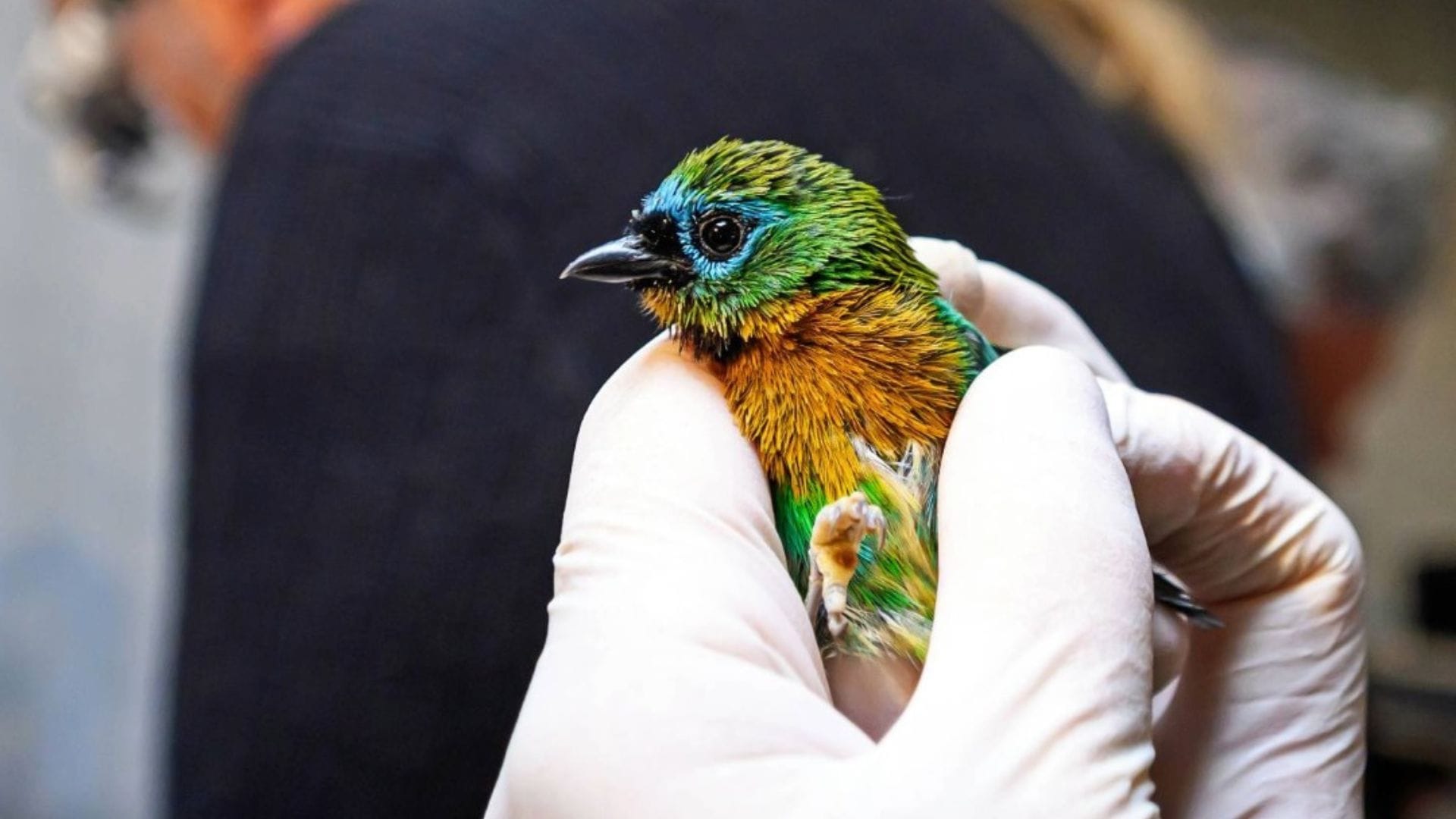 Douane onderschept vogelsoorten die zelden in dierentuinen te zien zijn