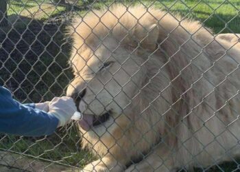 Dierentuin kondigt aan leeuwen dood te maken vanwege sluiting