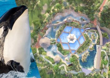 Komen er ook orka’s naar nieuwste dolfinarium van Europa? ‘Onmogelijk’