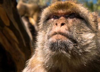 Franse dierentuin doet bijzondere vondst in bos: een nieuwe apensoort