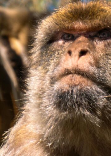 Franse dierentuin doet bijzondere vondst in bos: een nieuwe apensoort