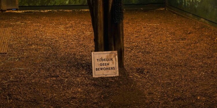 Beeld: Luciënne de Gier