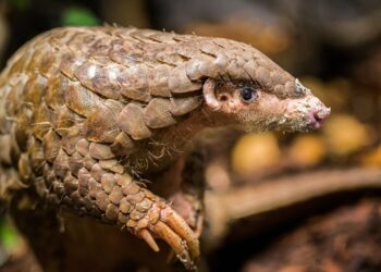 Een van de weinige schubdieren in Europa overleden