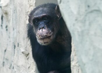 Duitse dierentuin bijt terug na influencer die nieuw apenverblijf afkraakt