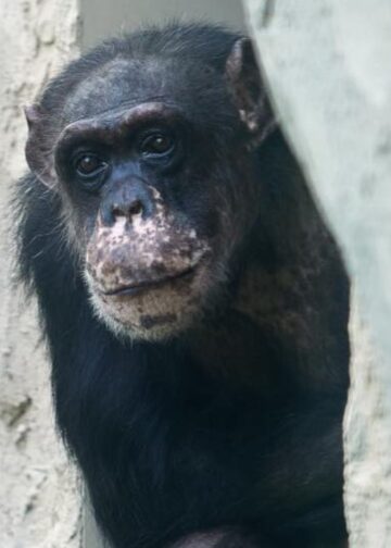 Duitse dierentuin bijt terug na influencer die nieuw apenverblijf afkraakt