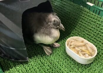 Deel van gesmokkelde papegaaiduikers niet meer in Diergaarde Blijdorp