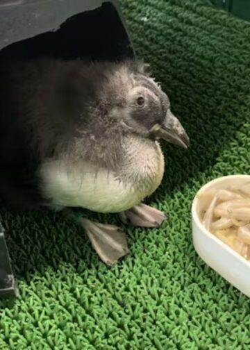 Deel van gesmokkelde papegaaiduikers niet meer in Diergaarde Blijdorp