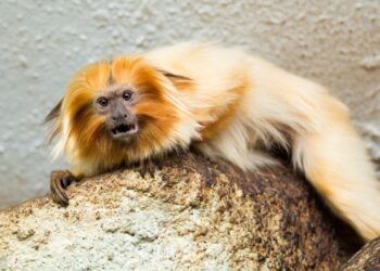 Gestolen aap teruggevonden in Slowakije, tien jaar na roof uit dierentuin